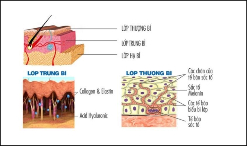 Elastin trong cấu tạo da giúp tăng độ đàn hồi 