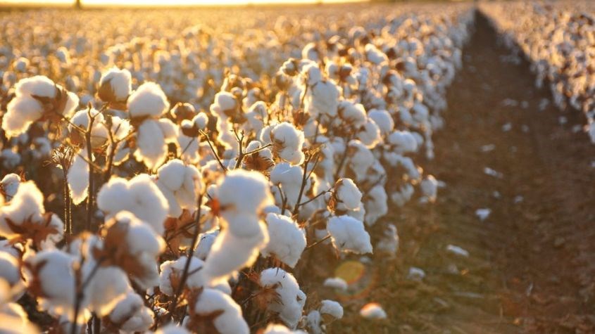 Vải cotton làm từ sợi cây bông thiên nhiên